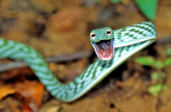 Isabella Whipsnake photo 4