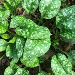 Pulmonaria officinalis