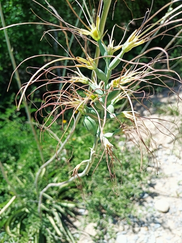 Image of Manfreda variegata by (c) José Gerardo Velasco, some rights reserved (CC BY-SA)