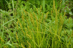 Carex maackii