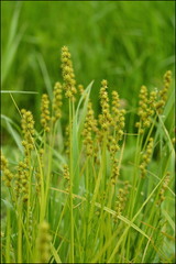 Carex maackii