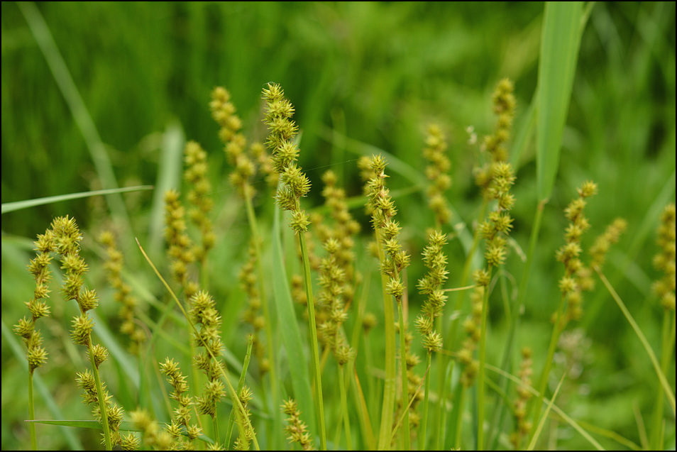 Carex maackii