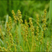 Carex maackii - Photo (c) Lee, seong-won, some rights reserved (CC BY-NC), uploaded by Lee, seong-won