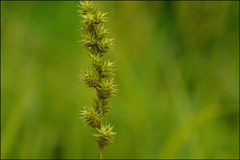 Carex maackii