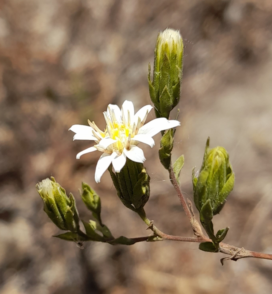 Jungia pauciflora