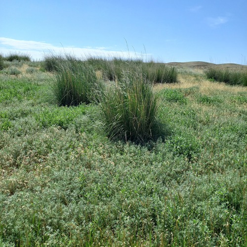 Petrosimonia brachiata, photograph 3