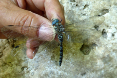 Caliaeschna microstigma