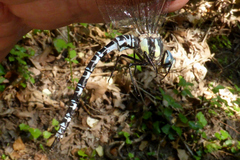 Caliaeschna microstigma