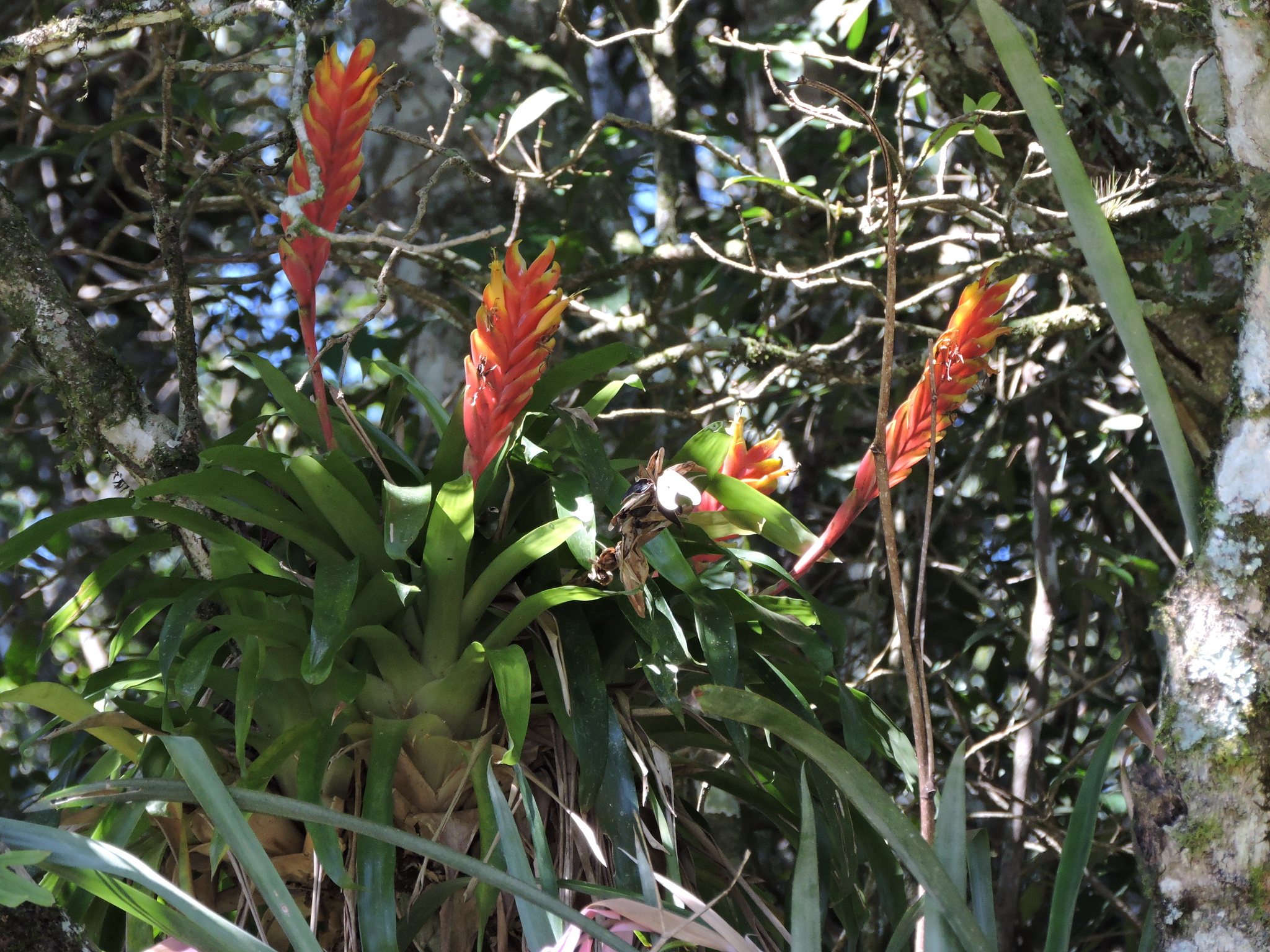Hybrid Vriesea (Vriesea ×)