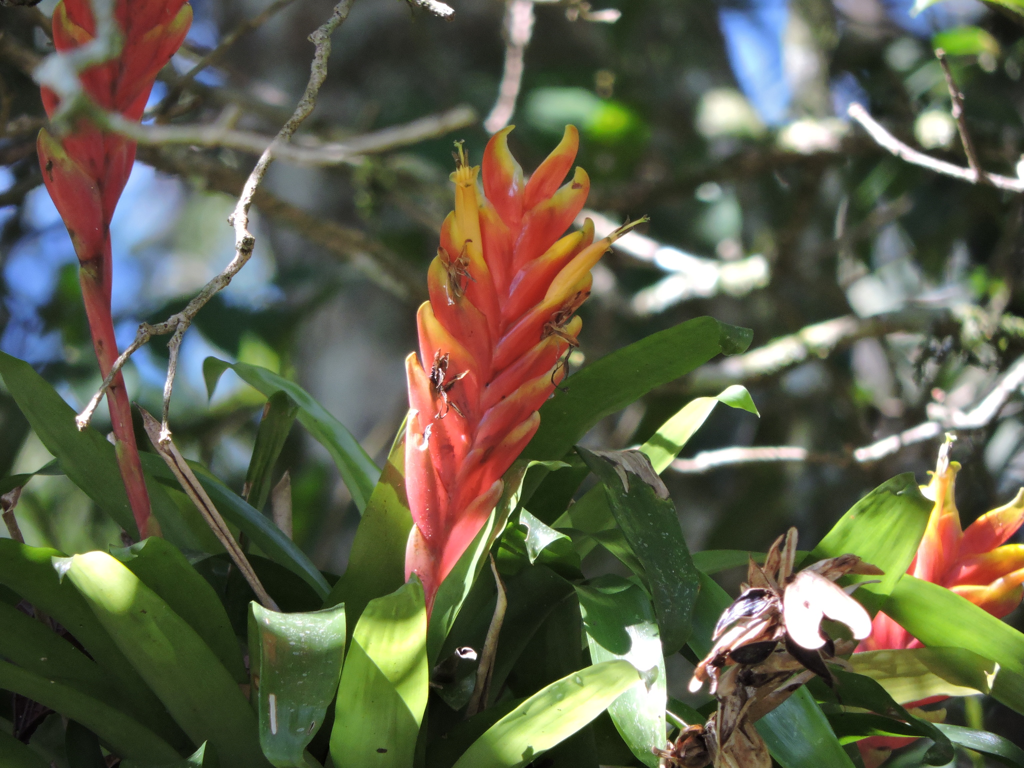 Vriesea × retroflexa É.Morren 2