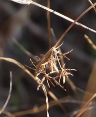 Cyperus denudatus