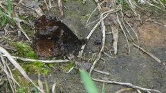 Panyapedaliodes