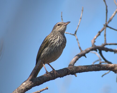 Gestreepte pieper (Anthus lineiventris)