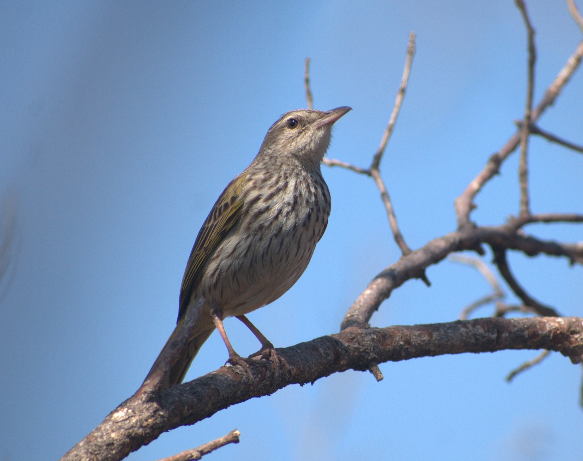 Striped Pipit (Anthus lineiventris)