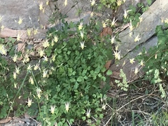 Aquilegia micrantha