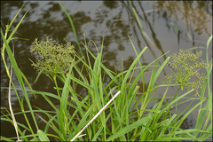 Scirpus radicans