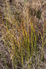 Cyperus denudatus