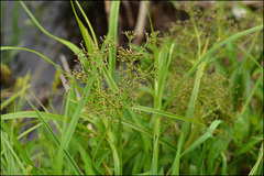 Scirpus radicans