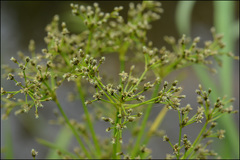 Scirpus radicans