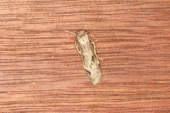 Graphosia stenopepla