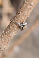 Dyscrasis hendeli