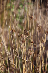 Juncus capensis