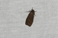 Lambula obliquilinea