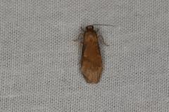 Lambula obliquilinea