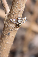 Dyscrasis hendeli