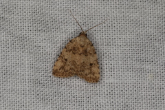 Tolpia conscitulana