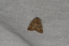 Tolpia conscitulana