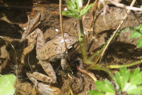 Pyrenean frog, Pyrénées-Atlantiques, Aquitaine, FR, photo 9 of 10