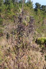 Leucadendron floridum