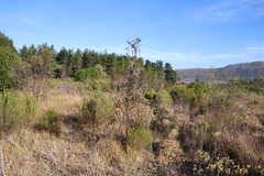 Leucadendron floridum