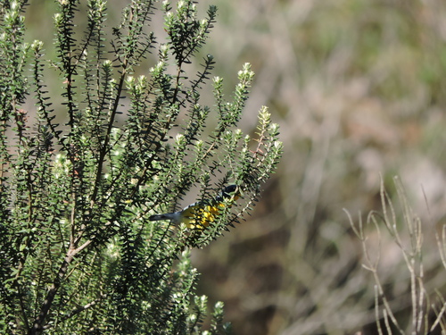 Image of Baccharis uncinella by (c) Fabrício Mil Homens Riella, some rights reserved (CC BY)