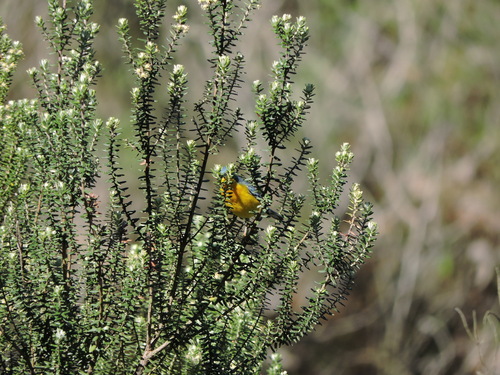 Image of Baccharis uncinella by (c) Fabrício Mil Homens Riella, some rights reserved (CC BY)