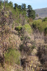 Leucadendron floridum