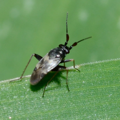Spanagonicus albofasciatus