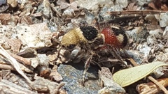 Dasymutilla sicheliana