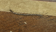 Arthrorhabdus pygmaeus