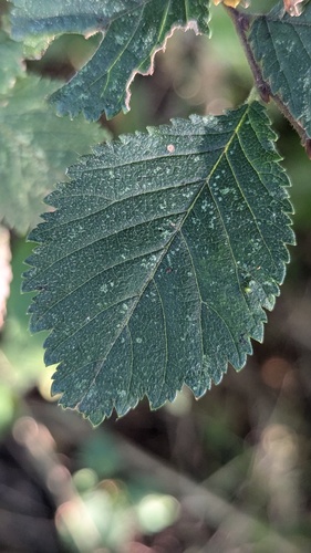 Elm Leaf Gall Mite, Noordwijkerhout, Nederland, photo 7 of 10