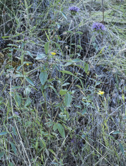 Monardella sheltonii