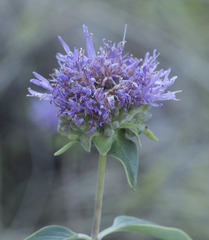 Monardella sheltonii