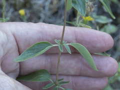 Monardella sheltonii