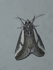 Euscirrhopterus poeyi