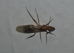 Camponotus conspicuus