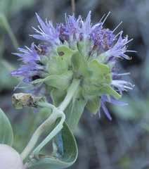 Monardella sheltonii