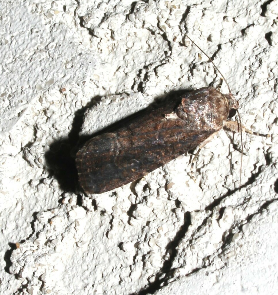 Fall Armyworm Moth from Laurel Run, PA, USA on August 27, 2024 at 09:52 ...