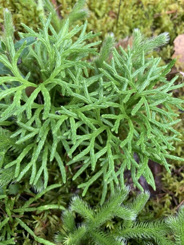 northern ground-cedar