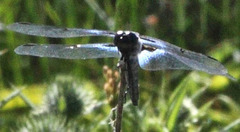 Libellula nodisticta